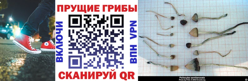 Купить  Ейск  Галлюциногенные грибы MAGIC MUSHROOMS 